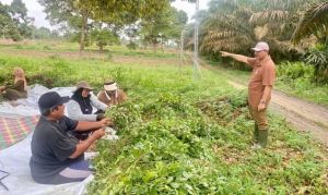 SAH: Penguatan Sektor Pertanian Jadi Peluang Indonesia Menuju Kekuatan Pangan Dunia