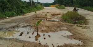 Jalan Lintas Kuamang Kuning Rusak Parah, Warga Tanam Pisang di Tengah Jalan Sebagai Tanda Bahaya