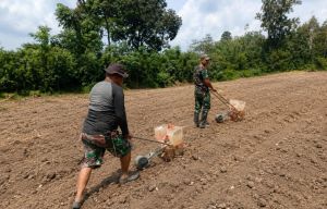 Tanam Jagung Bersama Warga, Satgas TMMD Dukung Ketahanan Pangan Dusun Tanjung Agung