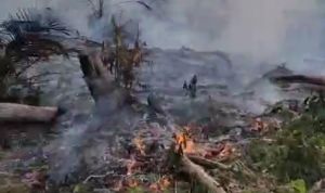 Lahan Warga di Tebo Ilir Terbakar, Setengah Hektare Hangus