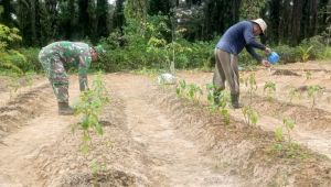 Babinsa Dampingi Petani Rawat Cabai di Tebo, DPRD Apresiasi Upaya Perkuat Ketahanan Pangan