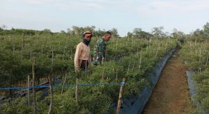 Dorong Ketahanan Pangan, Babinsa Bungo Cek Perkembangan Cabai Merah Warga