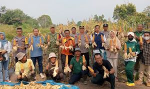 Panen Jagung di Kampung Sungai Kayu Batu, Sinergi TNI dan Penyuluh Pertanian Menguat