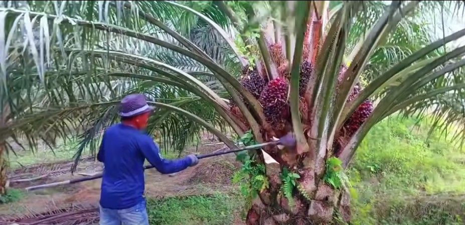 Sawit Pak Sukir di Bungo Tumbuh Bongsor, Begini Rahasia Perawatannya