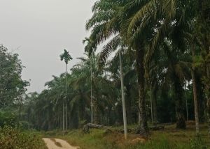Warga Lubuk Mandarsah Ulu Apresiasi Cek Endra, Minta Listrik Segera Menyala