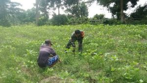 Babinsa Komsos ke Kebun Warga, Ingatkan Pentingnya Ketersediaan Air Saat Kemarau