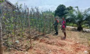 Jaga Tanaman dari Hama, Petani Teluk Rendah Ulu Dapat Pendampingan Babinsa