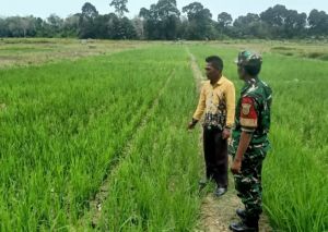 Monitoring Sawah di Pulau Jelmu: Babinsa dan Petani Perkuat Ketahanan Pangan dari Lahan