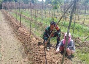 Babinsa Dampingi Petani Mentimun di Desa Tuo Sepunggur