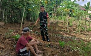 Babinsa Sungai Bengkal Turun ke Lahan Warga, Dorong Ketahanan Pangan dari Desa Muara Ketalo