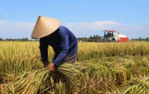 Panen Padi Jambi 2025 Capai 80,37 Ribu Hektare, Produksi 367,79 Ribu Ton
