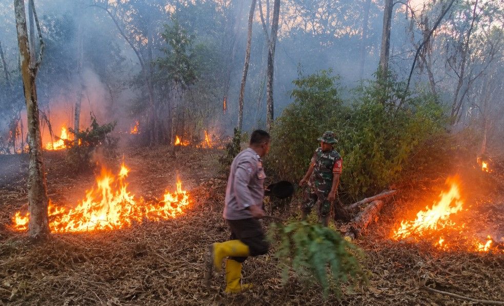 Kebun Sawit dan Karet Warga Bungo Terbakar, Penyebab Masih Diselidiki