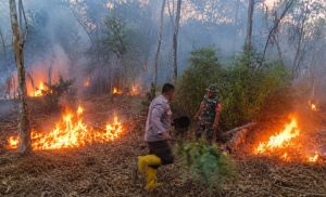 Kebun Sawit dan Karet Warga Bungo Terbakar, Penyebab Masih Diselidiki