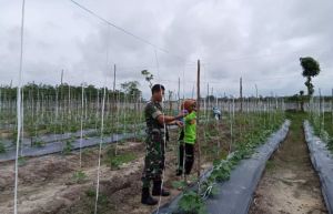 Babinsa Pantau Lahan Sayuran Warga, Dorong Ketahanan Pangan di Bungo