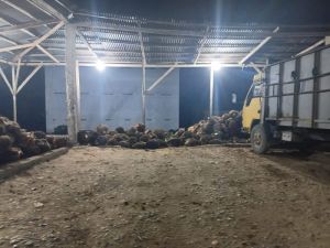 Harga TBS Sawit Jambi Naik Lagi, Tembus Rp3.920 per Kg