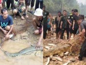 2 Buaya Tersangkut Saat Warga Bungo Buka Lubuk Larangan, Keduanya Dilepas