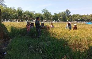 Bukan Sekadar Panen, Babinsa dan Petani Embacang Gedang Bangun Ketahanan Pangan dari Sawah