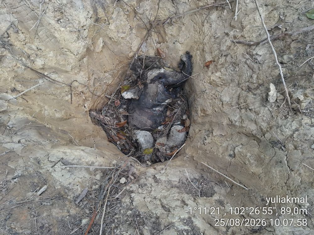 Anak Gajah Mati di Muara Sekalo, BKSDA: Uji Toksikologi Masih Berlangsung