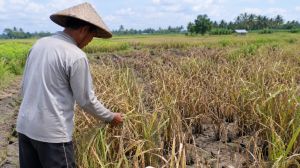 Petani Tanjab Barat Alami Gagal Panen, Pemerintah Siapkan Langkah Pemulihan