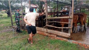 Punya 30 Ekor Sapi, Mas Kento Dapat Pendampingan Babinsa di Muara Tabir