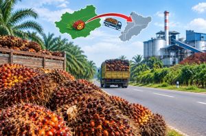 Harga Lebih Tinggi, TBS Sawit Jambi Diduga Mengalir ke Pabrik Provinsi Tetangga