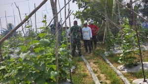 Dukung Swasembada Pangan, Babinsa Tebo Turun Dampingi Petani