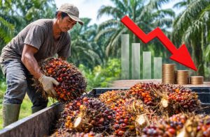 TBS Sawit Jambi Turun, Harga Usia 10-20 Tahun Jadi Rp3.758 per Kg