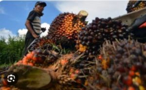 PT TPIL Tunggak Pembayaran TBS Petani Plasma Rp1,2 Miliar, Wacana Putus Kemitraan Muncul