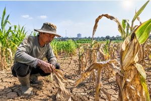 Kemarau Panjang Hantam Petani Jagung di Kota Jambi, 5 Hektare Gagal Panen