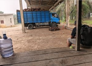 Harga Sawit di Kuamang Kuning Bervariasi, Tertinggi Rp2.950 per Kilogram