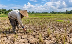 Kemarau Panjang, Musim Tanam Padi Ketiga di Tanjabtim Molor Akibat Kekurangan Air