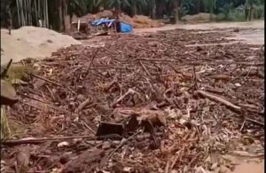 Hujan Lebat Picu Luapan Sungai di Bungo, Batang Pelepat Dipenuhi Kayu Terbawa Arus
